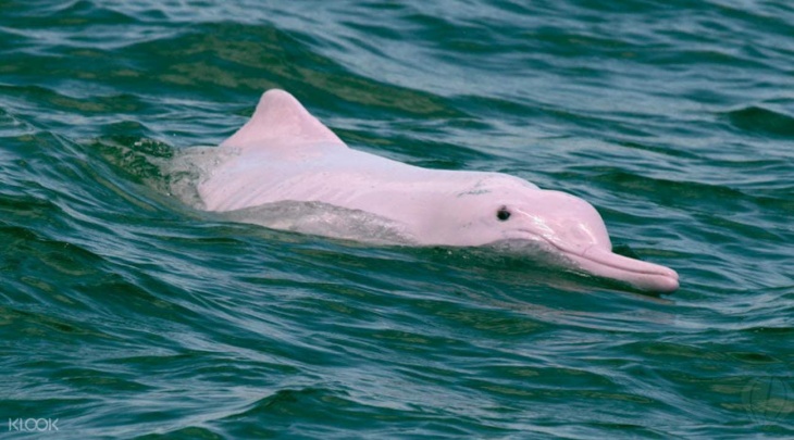 Pink Dolphin Sighting Tour Pink Dolphin Sighting Tour