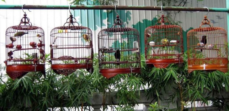 Bird Garden Bird Garden